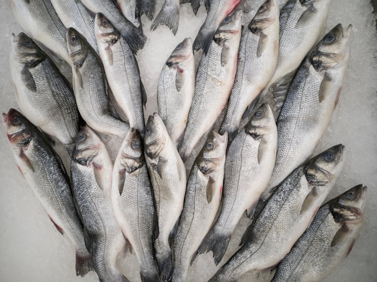 Close-up of fresh sea bass on ice, perfect for seafood markets or cuisine concepts.
